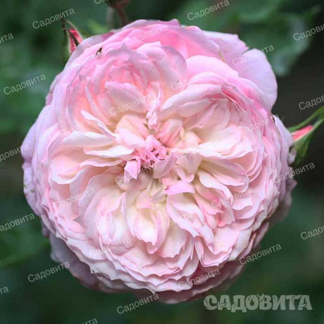 Роза шраб Констанс (английская) Садовита