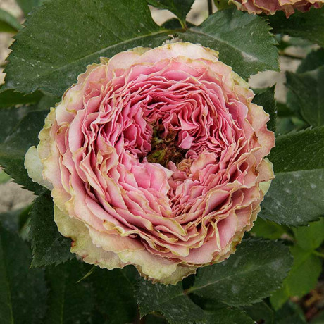 Роза спрей Принцесса Иоши Садовита