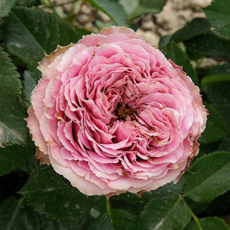 Роза спрей Принцесса Иоши Садовита