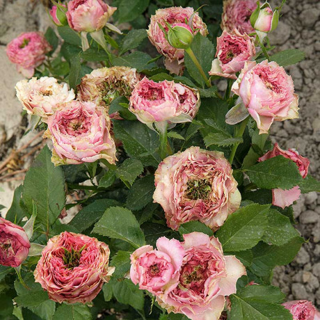 Роза спрей Принцесса Иоши Садовита