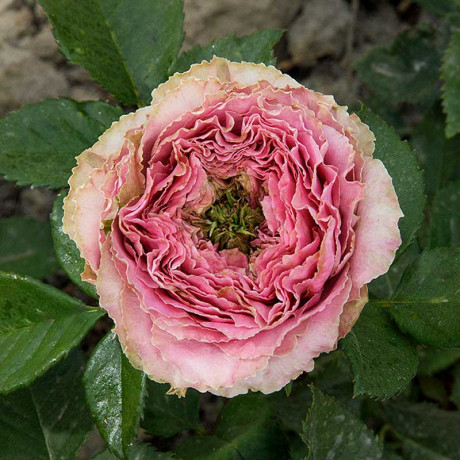 Роза спрей Принцесса Иоши Садовита