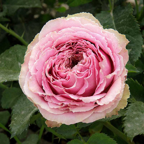 Роза спрей Принцесса Иоши Садовита