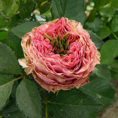 Роза спрей Принцесса Иоши Садовита