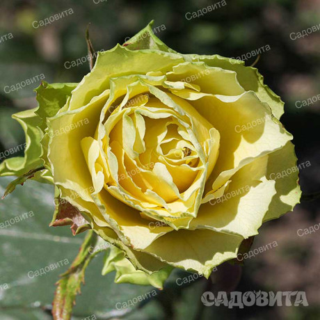 Роза чайно-гибридная Жади Садовита
