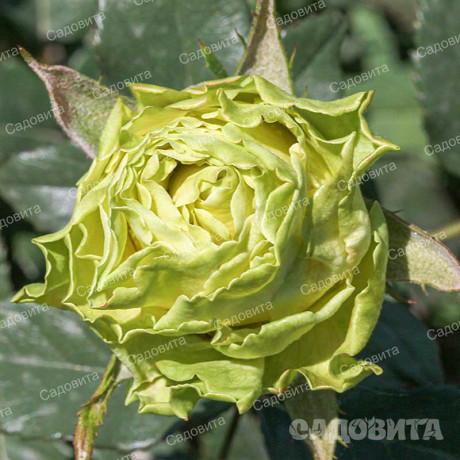 Роза чайно-гибридная Жади Садовита