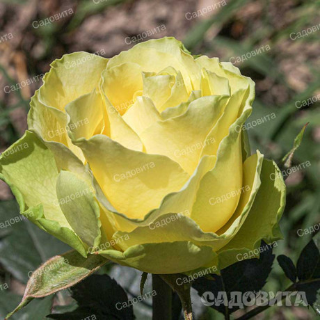 Роза чайно-гибридная Жади Садовита