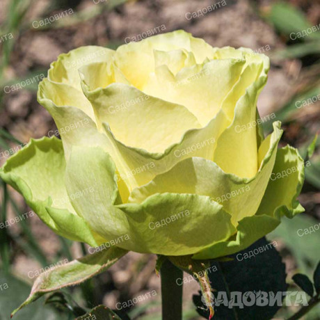 Роза чайно-гибридная Жади Садовита