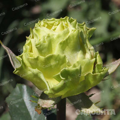 Роза чайно-гибридная Жади Садовита