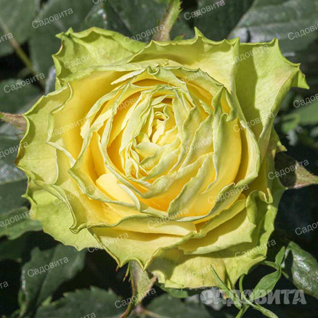 Роза чайно-гибридная Жади Садовита