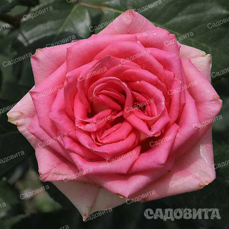 Роза чайно-гибридная Тамерлан Садовита