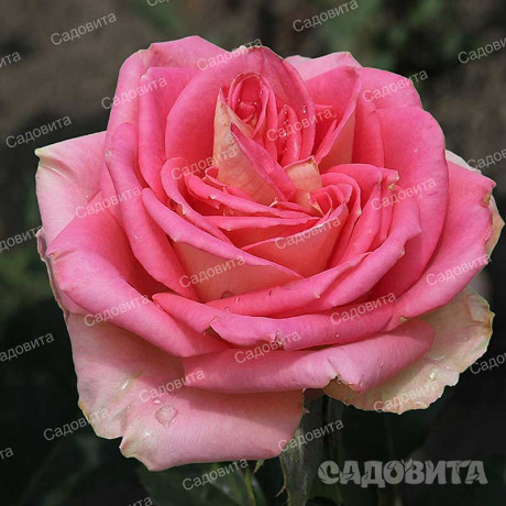 Роза чайно-гибридная Тамерлан Садовита