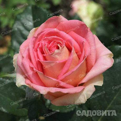 Роза чайно-гибридная Тамерлан Садовита