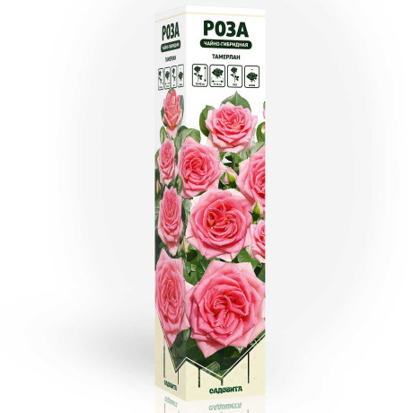 Роза чайно-гибридная Тамерлан Садовита