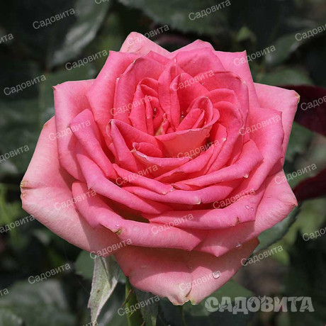 Роза чайно-гибридная Тамерлан Садовита