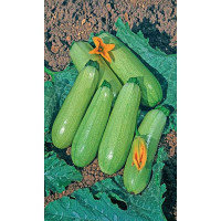 Семена Кабачок Бизнес класс цуккини Марс Ц