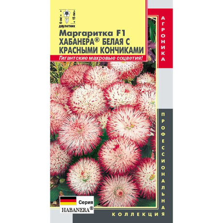 Маргаритка Хабанера белая с красными кончиками Плазма Ц