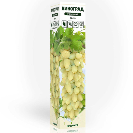 Виноград Злато очень ранний Садовита