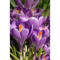 Крокус Блю Оушн 7/8 10 шт Садовита