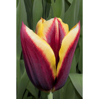 Тюльпан Гавота 11/12 8 шт Садовита