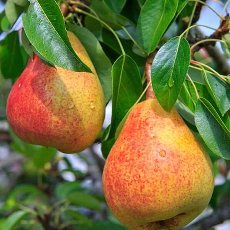 Груша Памяти Яковлева Садовита