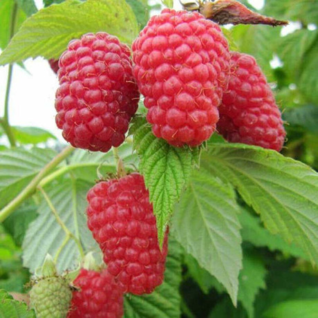 Малина Гусар Садовита