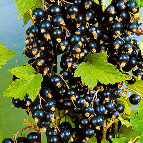 Смородина черная Экзотика Садовита