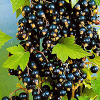 Смородина черная Экзотика Садовита