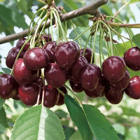 Черешня Любимица Астахова Садовита