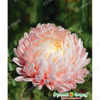 Астра Яблоневый блеск НК Цх10