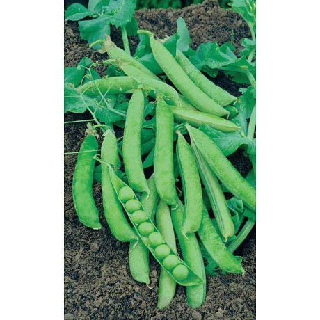 Семена Горох Санькина любовь Марс Ц