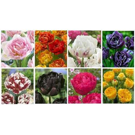 15008 Витрина  Тюльпан Махровый Поздний V-Dlt-02 ( Х 8 Секц.) 450 шт