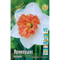 Нарцисс Прекоушес 12/14 3 шт