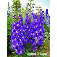 Дельфиниум Король Артур НК Ц
