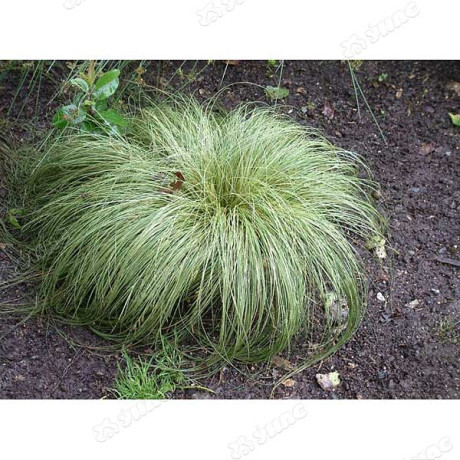 Осока Мист Амазон Престиж Ц