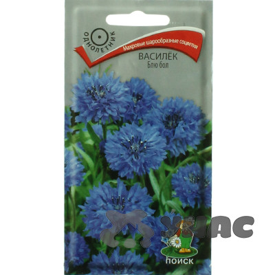Василек Блю бол Поиск Ц