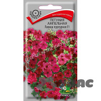 Петуния Лавина пурпурная Поиск Ц