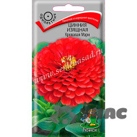 Циния Кровавая Мэри изящная  Поиск Ц