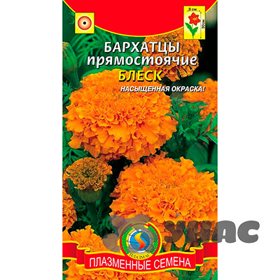 Бархатцы Блеск Плазма Ц