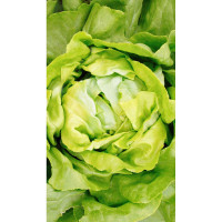 Салат Берлинский желтый 0,5гр Садовита Ц