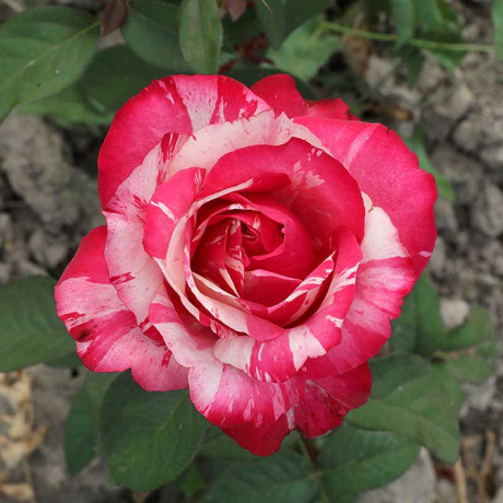 Роза флорибунда Сатин Садовита