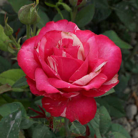 Роза флорибунда Сатин Садовита