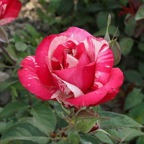 Роза флорибунда Сатин Садовита