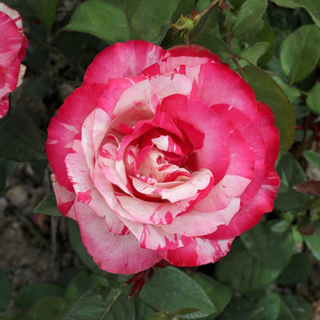 Роза флорибунда Сатин Садовита