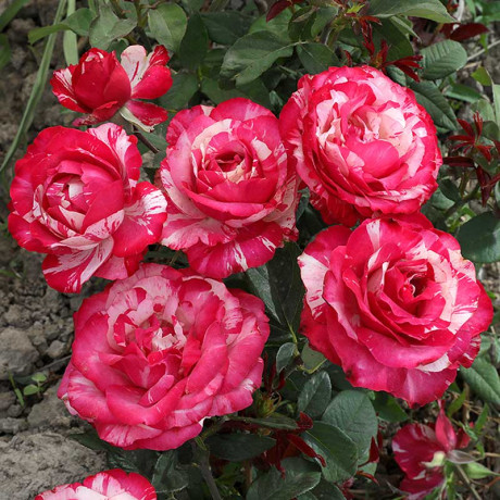 Роза флорибунда Сатин Садовита