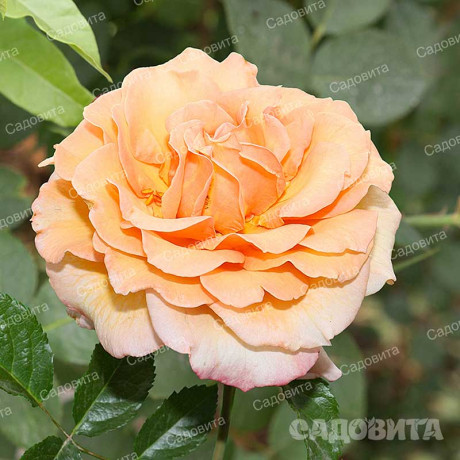 Роза плетистая Барок Садовита
