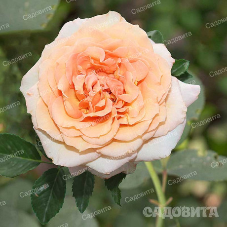 Роза плетистая Барок Садовита