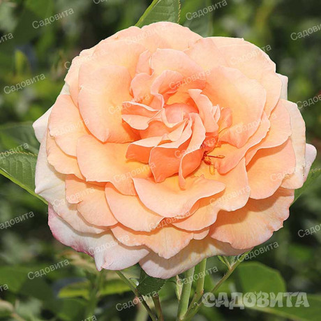 Роза плетистая Барок Садовита