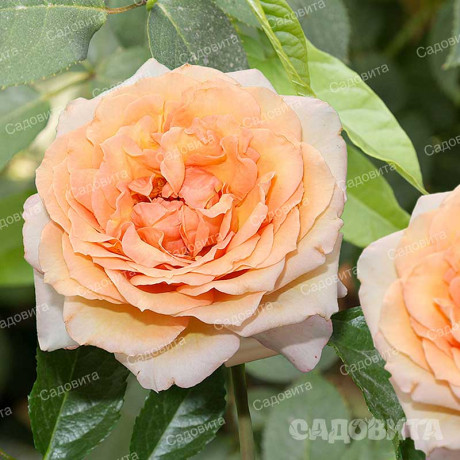 Роза плетистая Барок Садовита