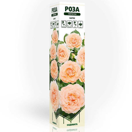 Роза плетистая Барок Садовита