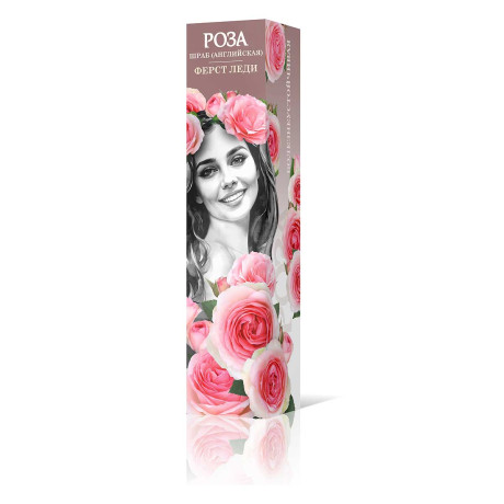 Роза шраб Ферст леди (английская) Садовита